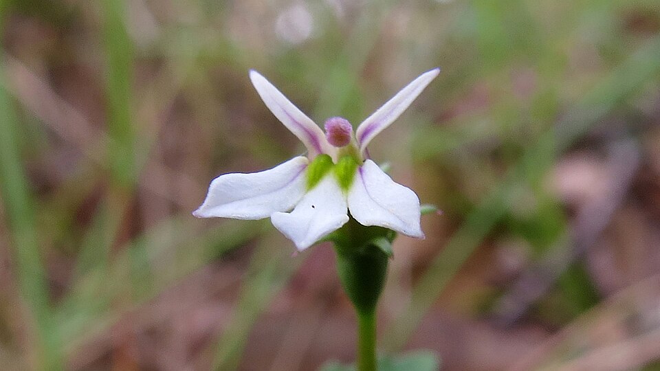 Lobelia purpurascens (White Root) (alternate view 4)