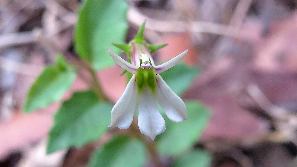 Lobelia purpurascens (White Root) (alternate view 5)
