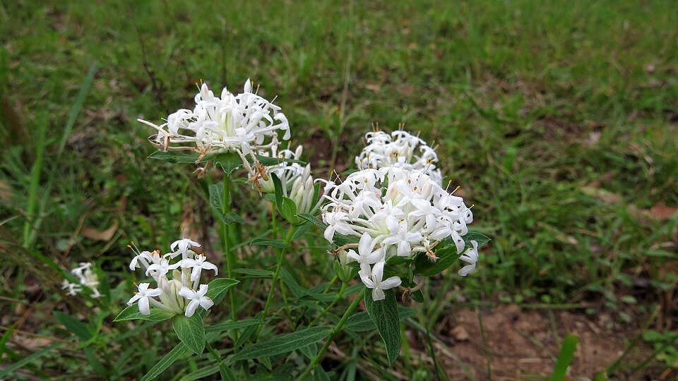 Pimelea linifolia (Queen of the Bush) (alternate view 2)