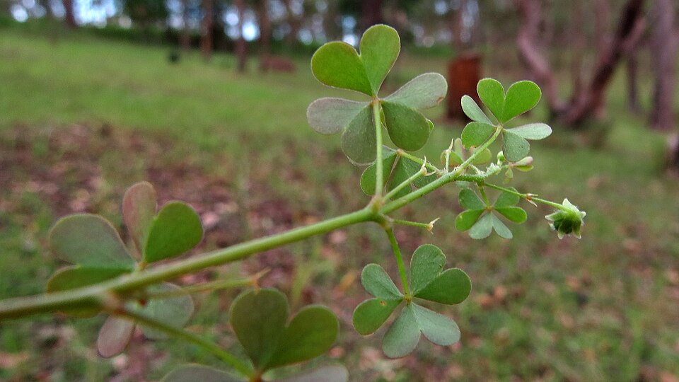Oxalis exilis (least yellow-sorrel)