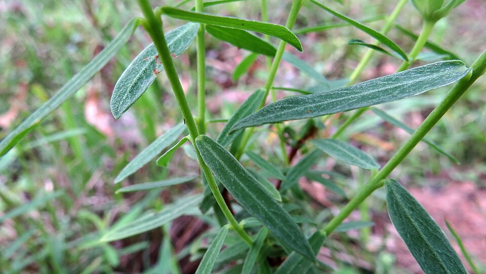 Pimelea linifolia (Queen of the Bush) (alternate view 3)