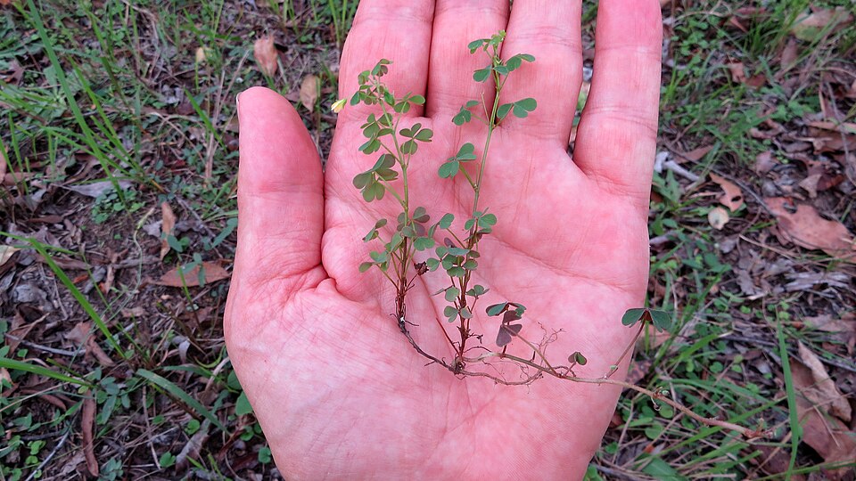 Oxalis exilis (least yellow-sorrel)