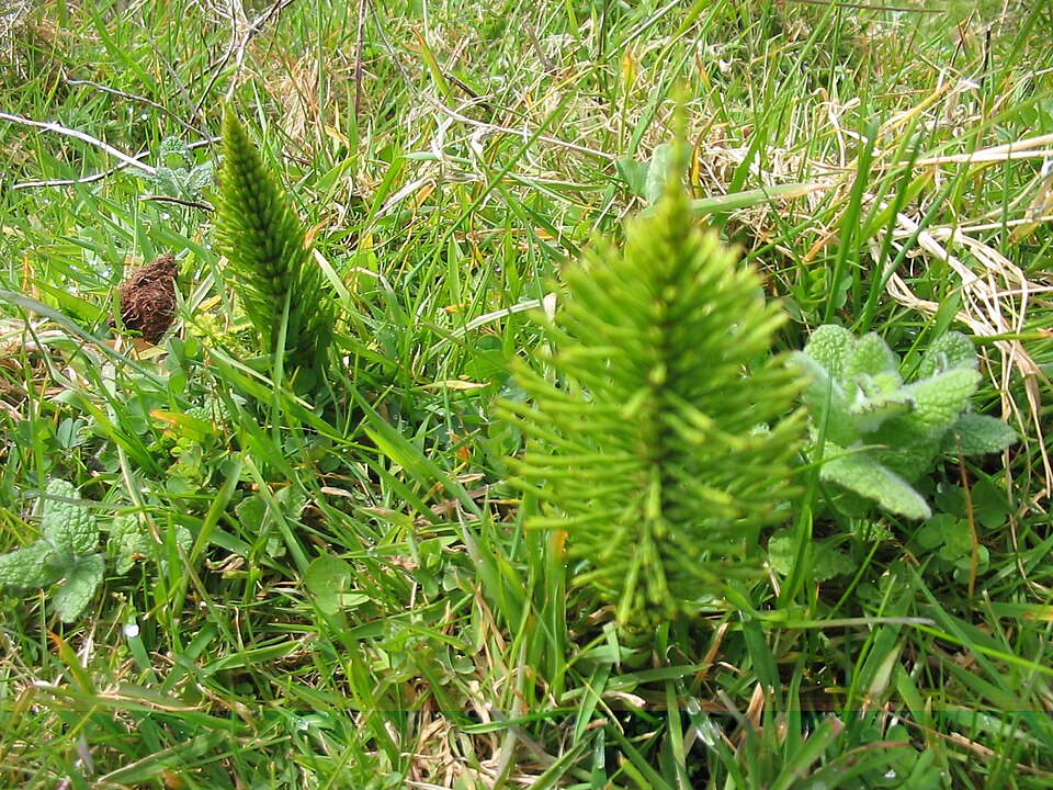 Equisetum telmateia (great horsetail)