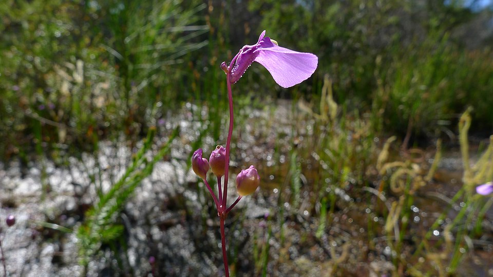 Utricularia dichotoma (fairy aprons) (alternate view 6)