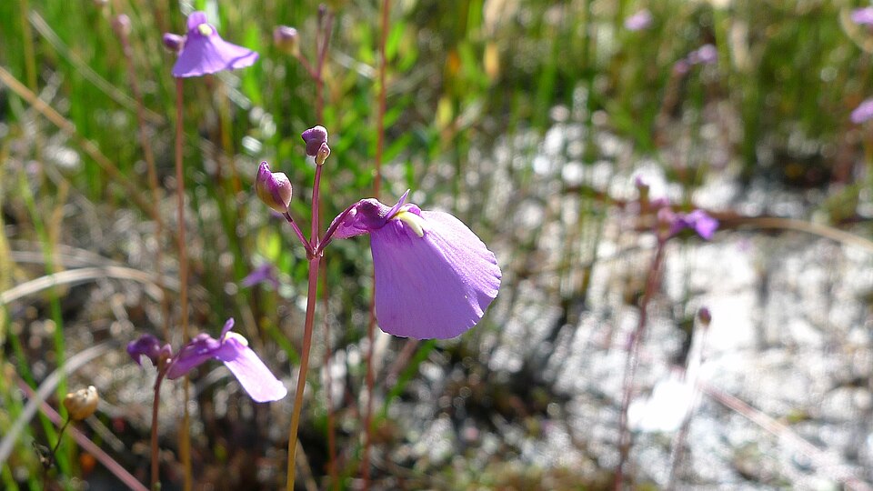 Utricularia dichotoma (fairy aprons) (alternate view 7)