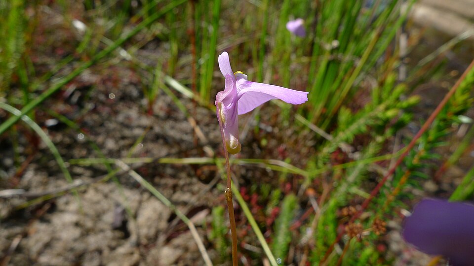 Utricularia dichotoma (fairy aprons) (alternate view 8)