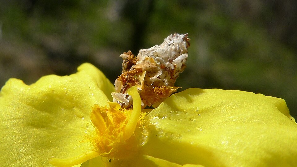 Xyris (Yellow-eyed Grasses) (alternate view 3)