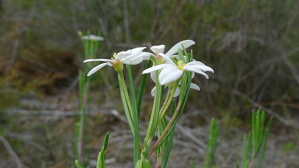 Ricinocarpos pinifolius (Wedding Bush) (alternate view 3)