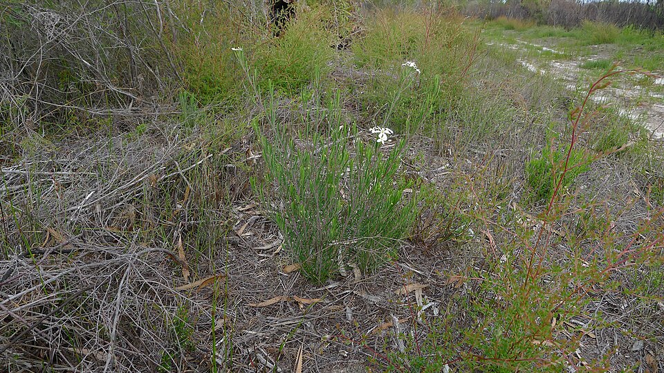 Ricinocarpos pinifolius (Wedding Bush) (alternate view 4)