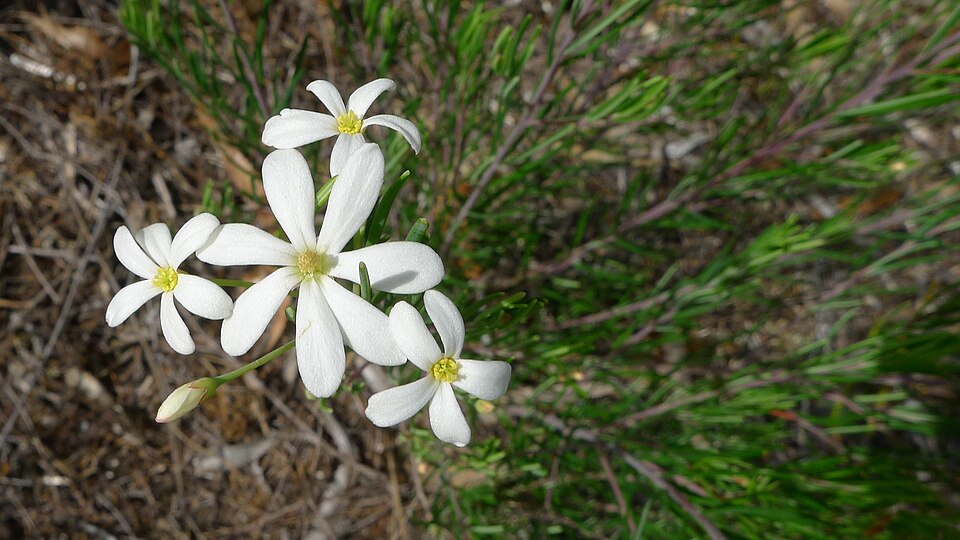 Ricinocarpos pinifolius (Wedding Bush) (alternate view 5)
