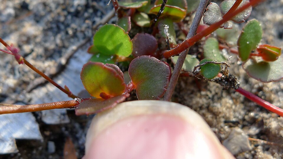 Gonocarpus micranthus (creeping raspwort) (alternate view 10)