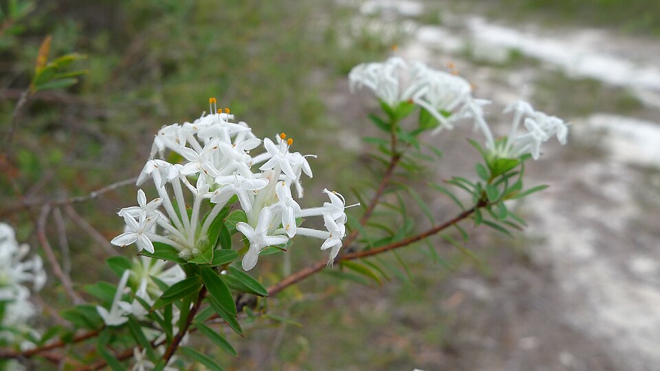Pimelea linifolia (Queen of the Bush) (alternate view 4)