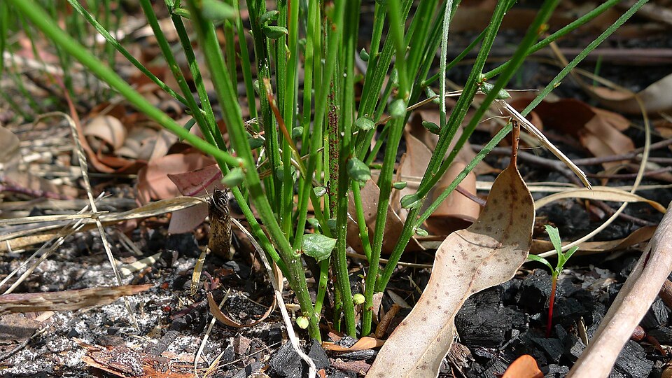 Amperea xiphoclada (Broom Spurge) (alternate view 7)