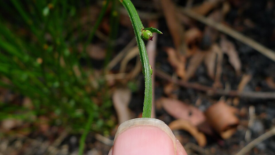 Amperea xiphoclada (Broom Spurge) (alternate view 8)