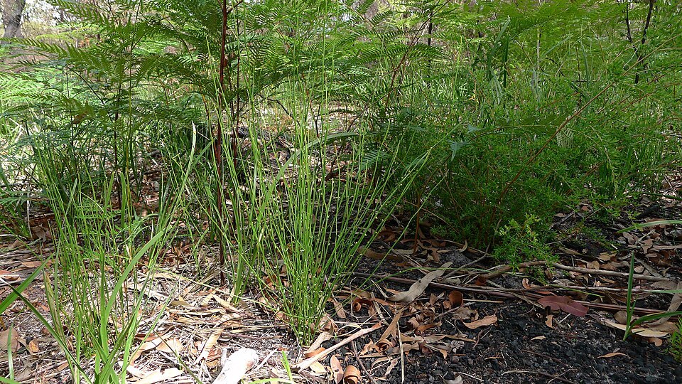 Amperea xiphoclada (Broom Spurge) (alternate view 9)