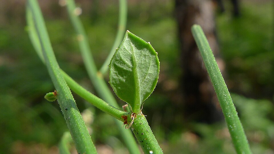 Amperea xiphoclada (Broom Spurge) (alternate view 10)