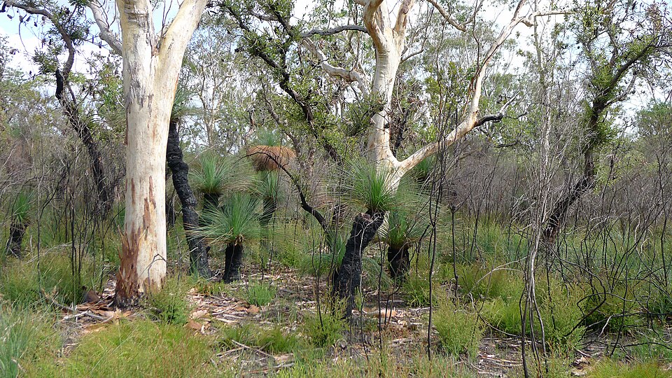 Xanthorrhoea glauca (Queensland Grasstree) (alternate view 7)
