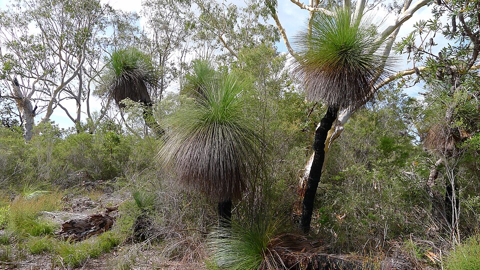 Xanthorrhoea glauca (Queensland Grasstree) (alternate view 8)