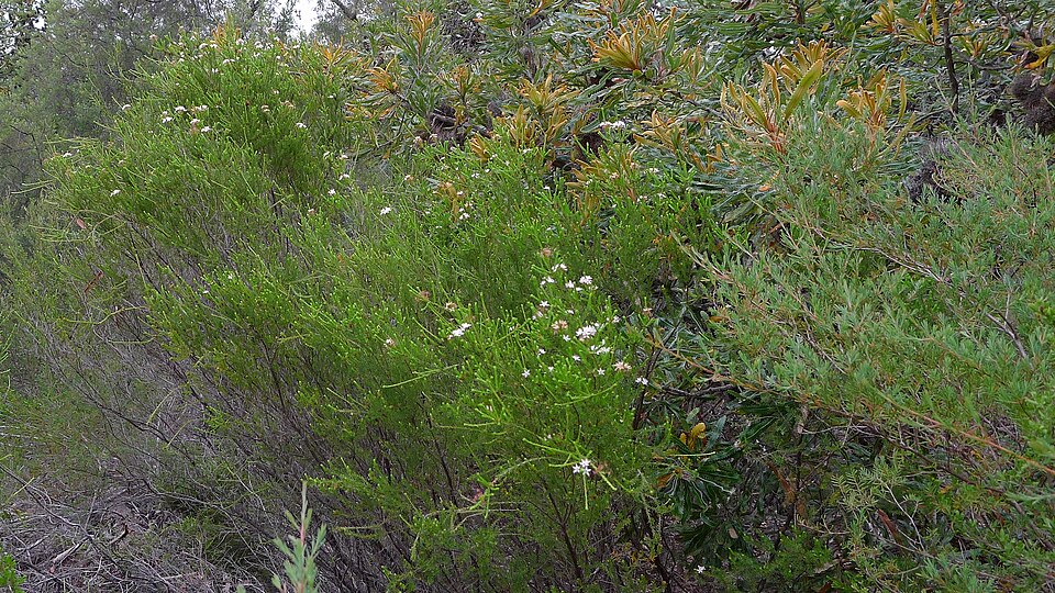 Calytrix tetragona (Fringe Myrtle) (alternate view 4)