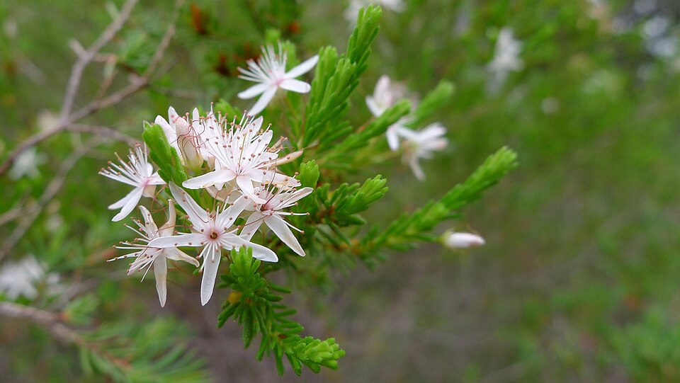 Calytrix tetragona (Fringe Myrtle) (alternate view 5)
