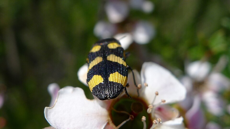 Leptospermum squarrosum (Peach-flowered Tea Tree) (alternate view 10)