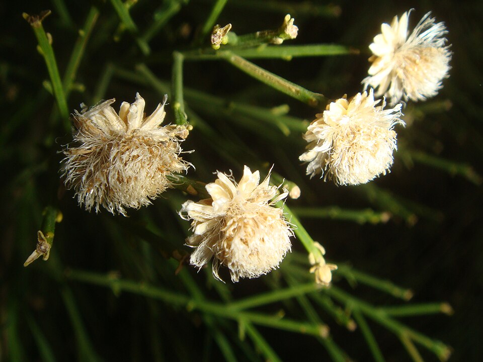 Baccharis sarothroides (Desert Broom) (alternate view 6)