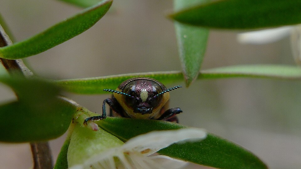 Leptospermum polygalifolium (Tantoon) (alternate view 7)