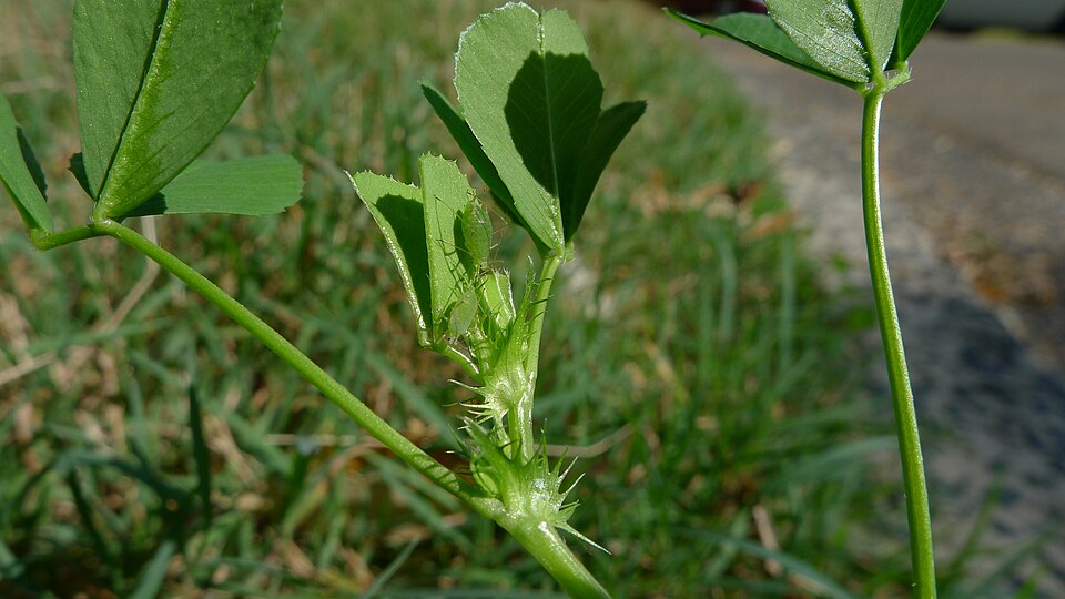 Medicago polymorpha (bur clover)