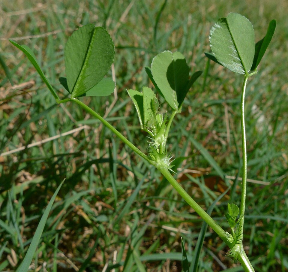 Medicago polymorpha (bur clover)