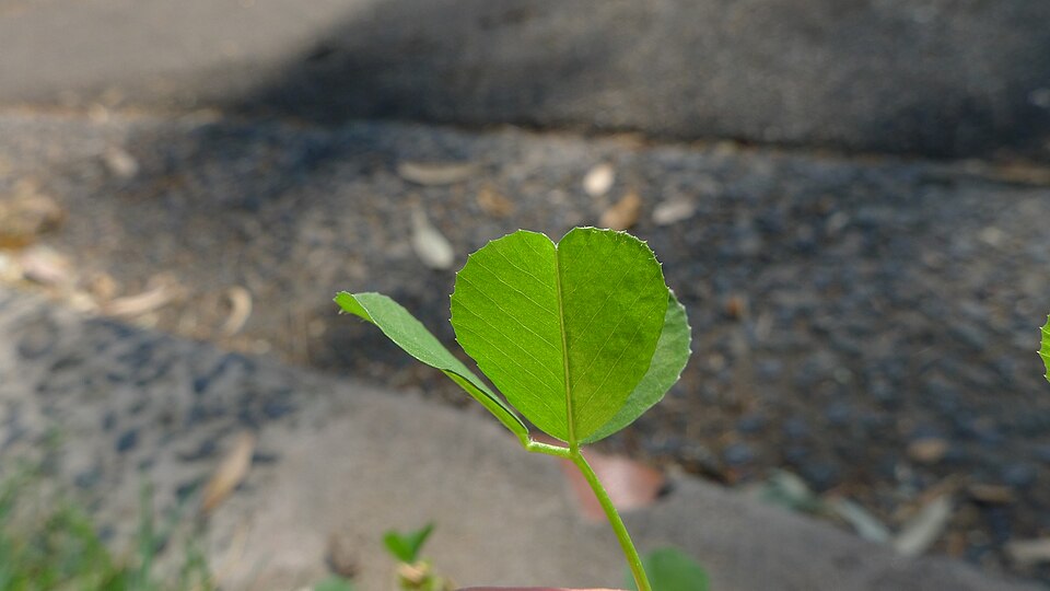 Medicago polymorpha (bur clover)