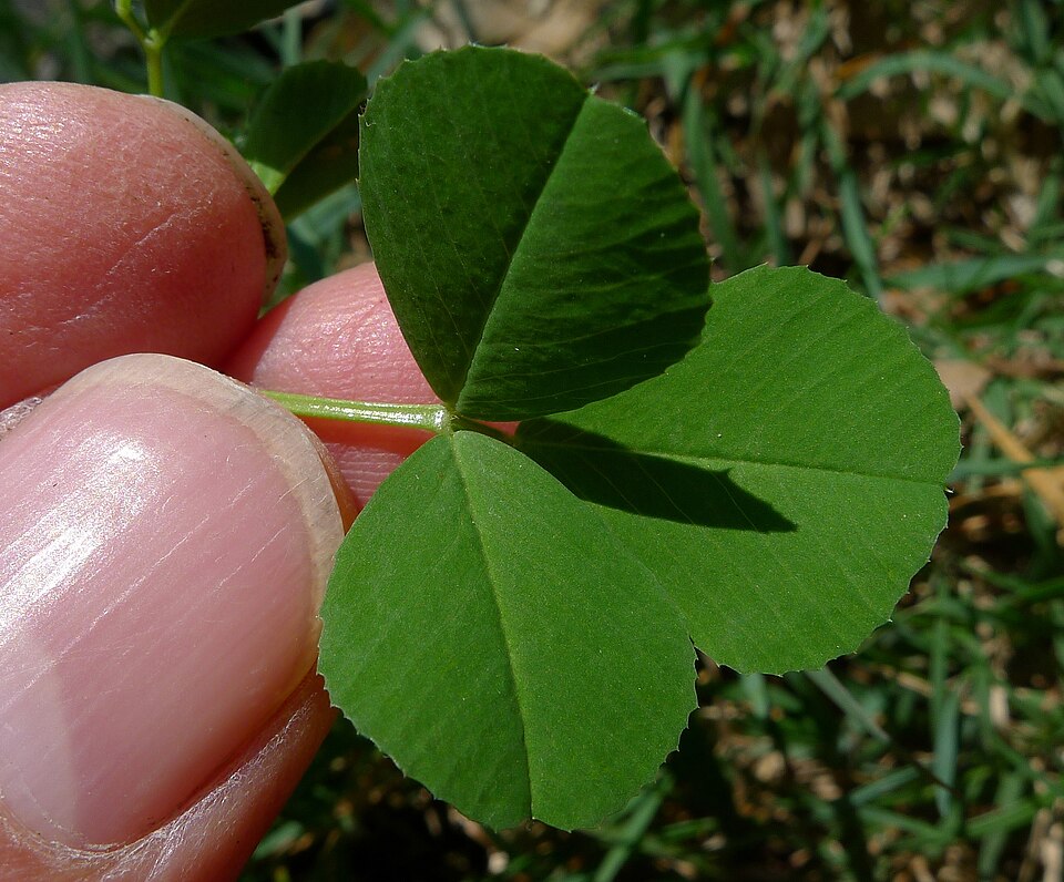 Medicago polymorpha (bur clover)