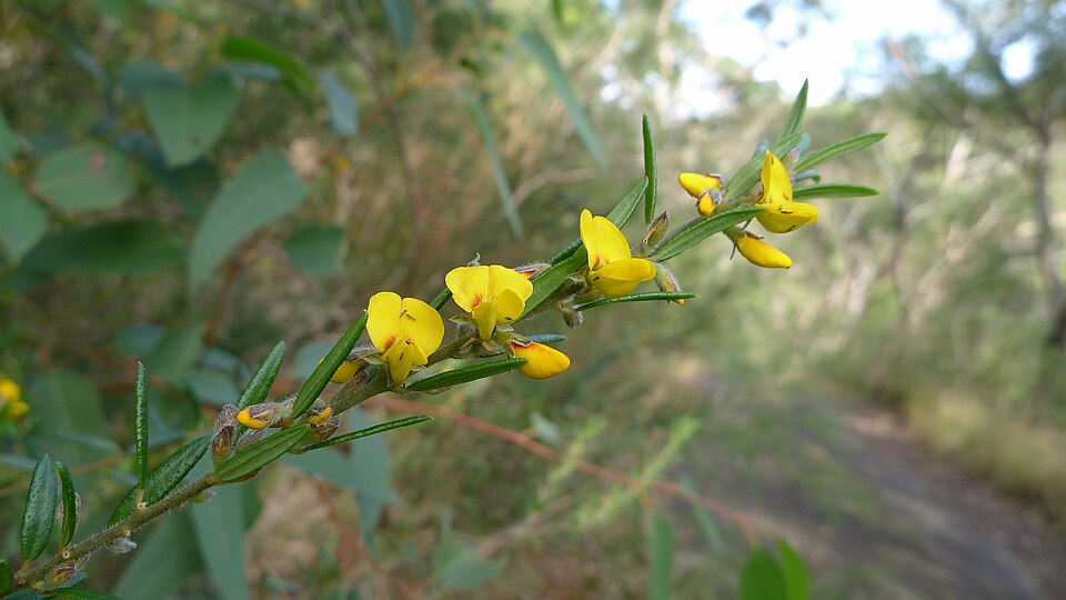 Aotus ericoides (Common Aotus) (alternate view 8)