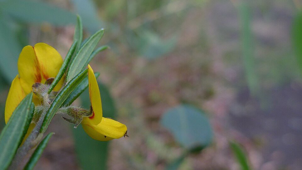 Aotus ericoides (Common Aotus) (alternate view 9)