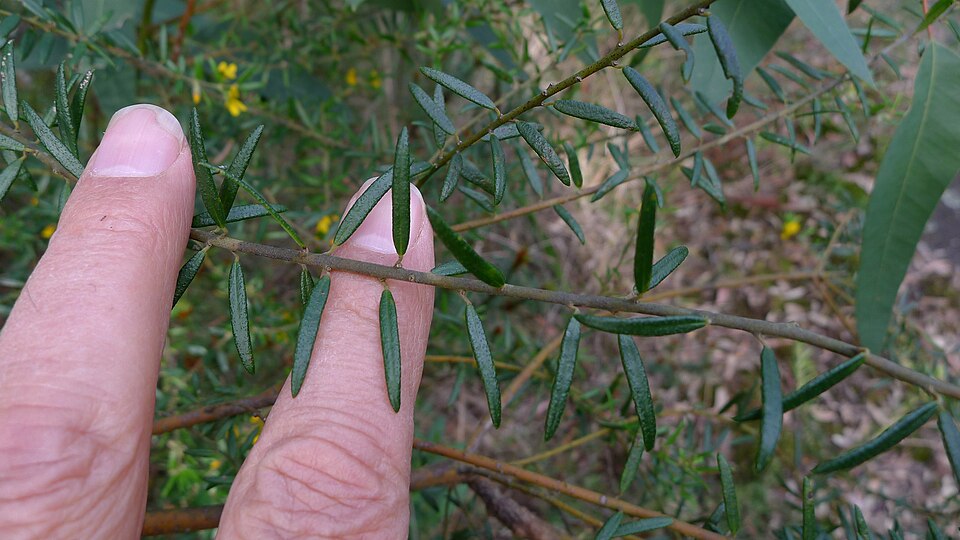 Aotus ericoides (Common Aotus) (alternate view 10)