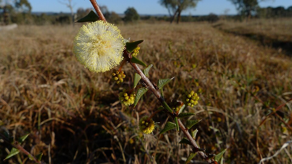 Acacia gunnii (ploughshare wattle) (alternate view 7)