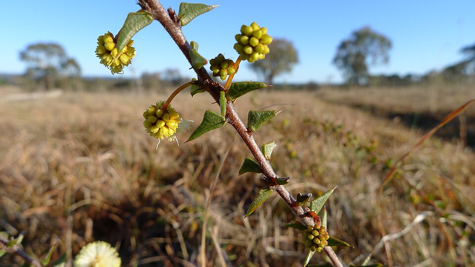Acacia gunnii (ploughshare wattle) (alternate view 8)