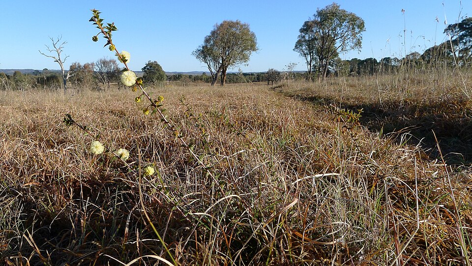 Acacia gunnii (ploughshare wattle) (alternate view 9)