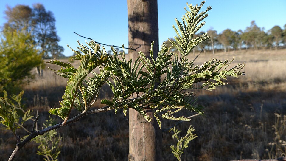 Acacia dealbata (Silver wattle)