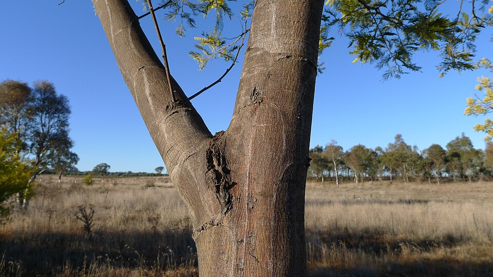 Acacia dealbata (Silver wattle)