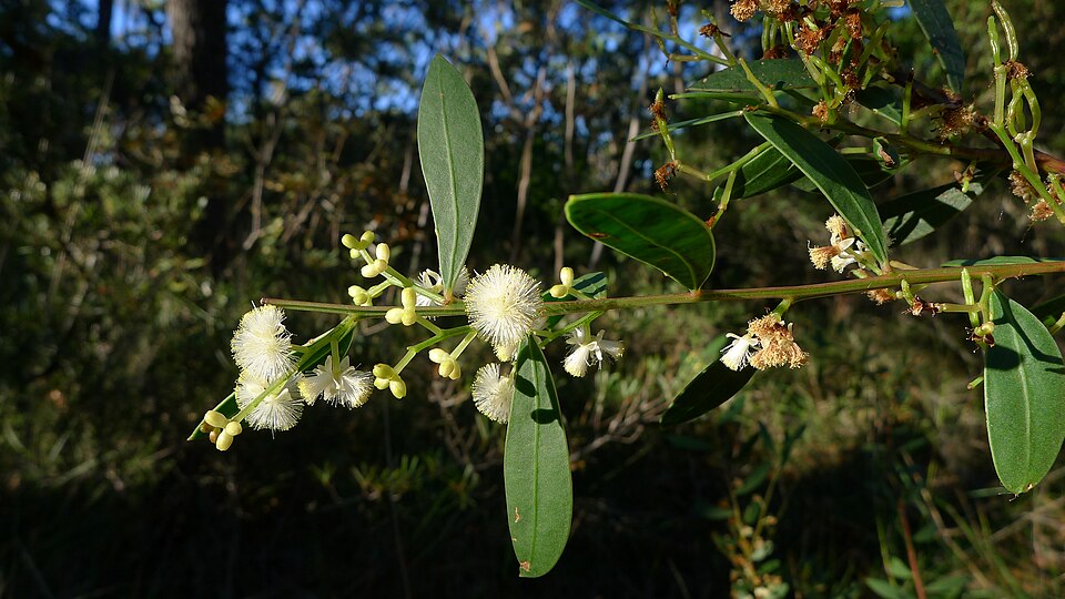 Acacia myrtifolia (Myrtle Wattle) (alternate view 3)