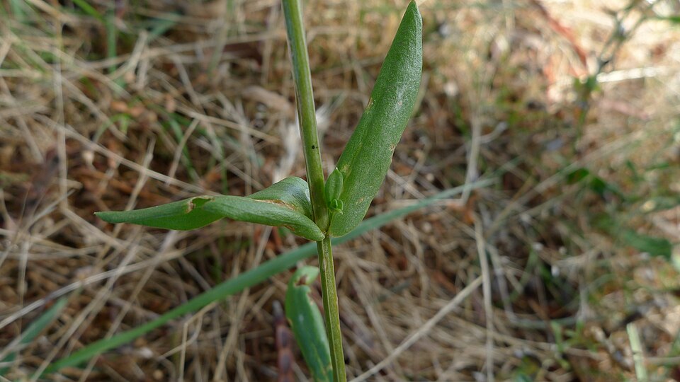 Centaurium tenuiflorum (Slender Centaury) (alternate view 4)