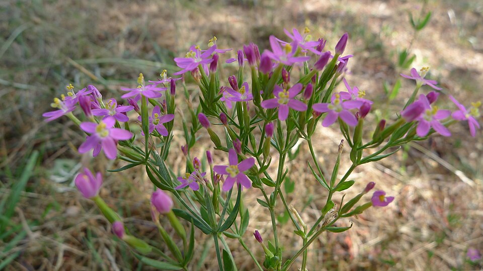 Centaurium tenuiflorum (Slender Centaury) (alternate view 5)