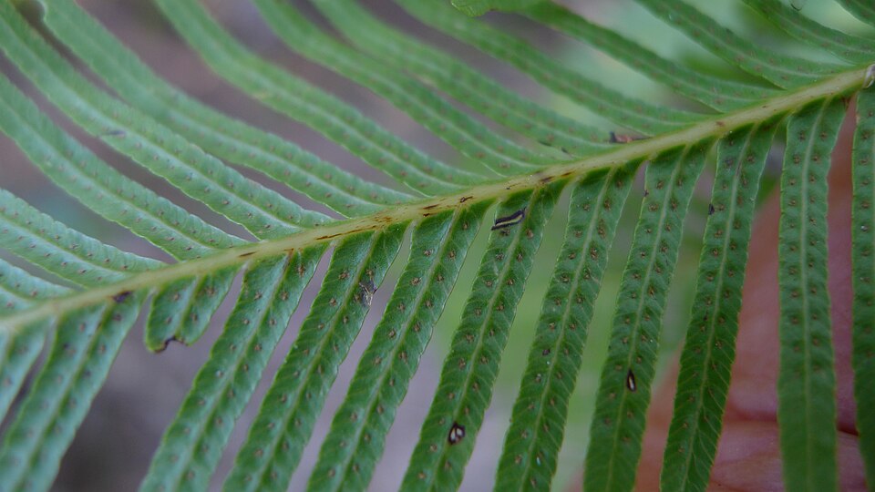 Sticherus flabellatus (Shiny fan fern) (alternate view 3)