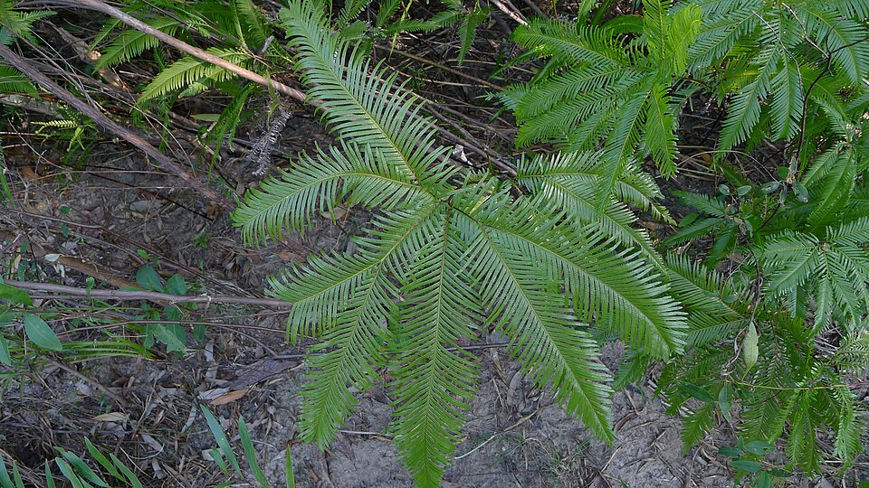 Sticherus flabellatus (Shiny fan fern) (alternate view 4)