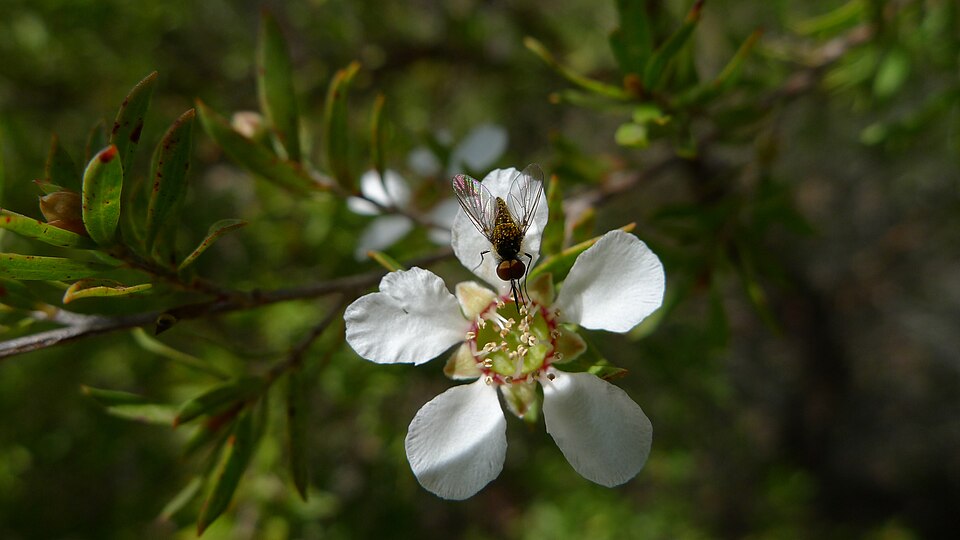 Gaudium trinervium (Paperbark Tea Tree) (alternate view 6)