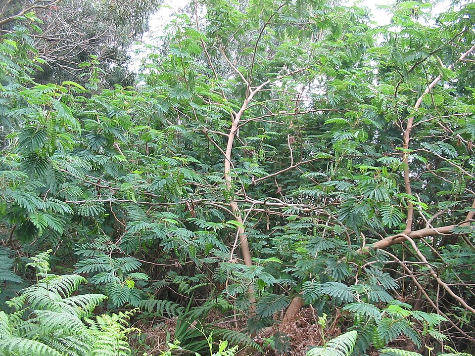 Acacia melanoxylon (blackwood)