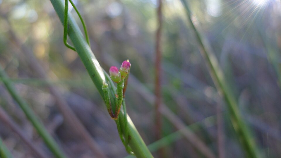Cassytha glabella (Slender Devil's Twine) (alternate view 9)