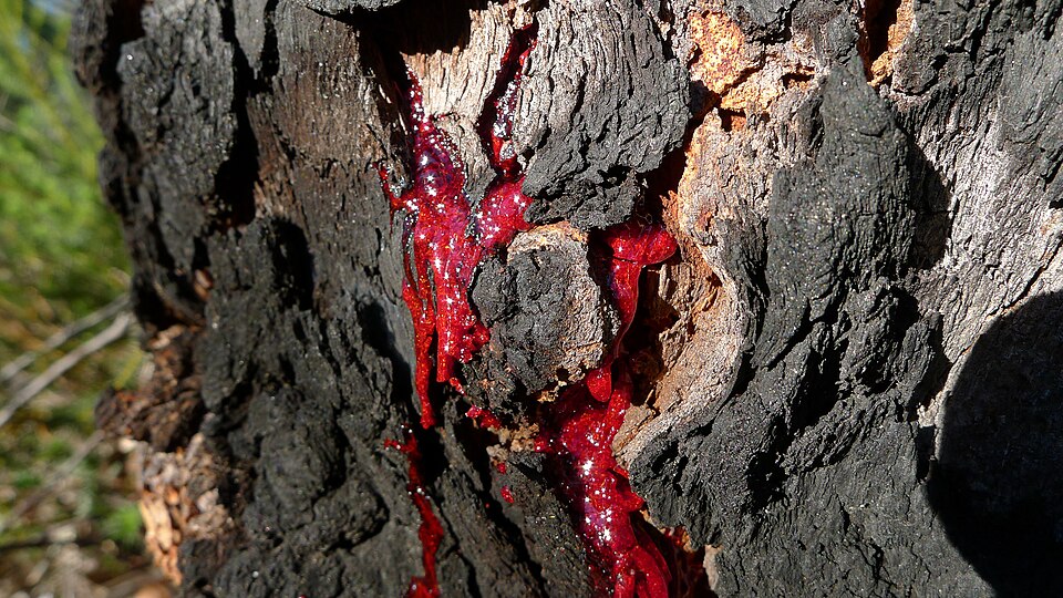 Corymbia gummifera (Red Bloodwood) (alternate view 4)