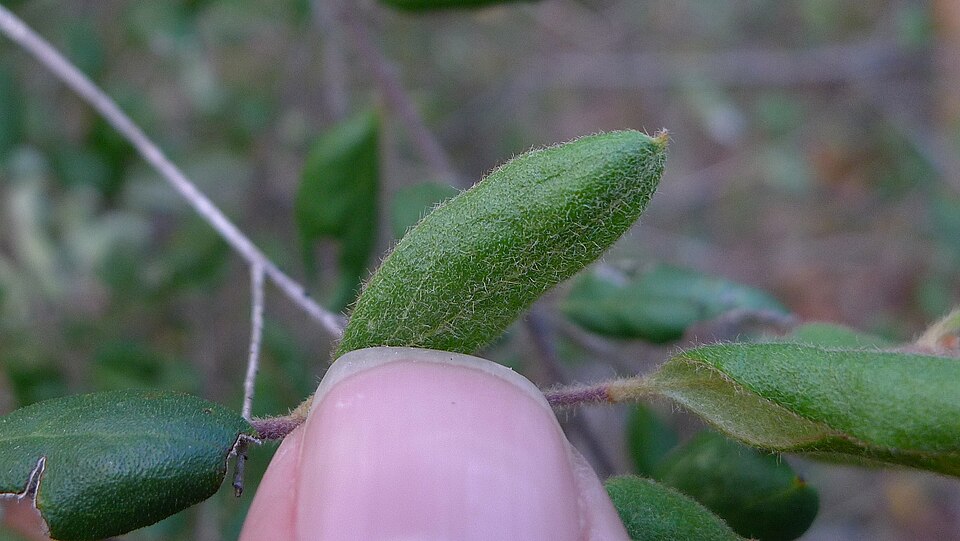 Grevillea mucronulata (Green Spider Flower) (alternate view 10)