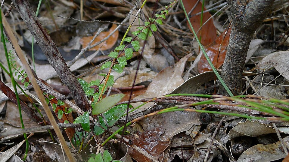 Lindsaea linearis (Screw Fern) (alternate view 8)